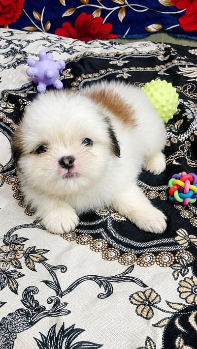 shih tzu male puppy available for sale 03432918813