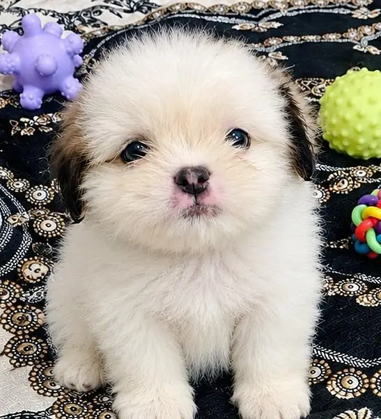 shih tzu male puppy available for sale 03432918813 — photo 2