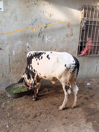 Qurbani bull for sale for year 2027