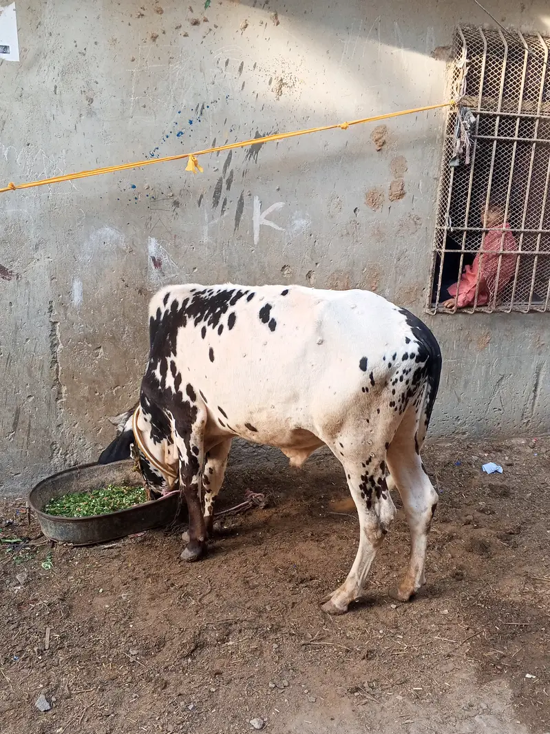 Qurbani bull for sale for year 2027