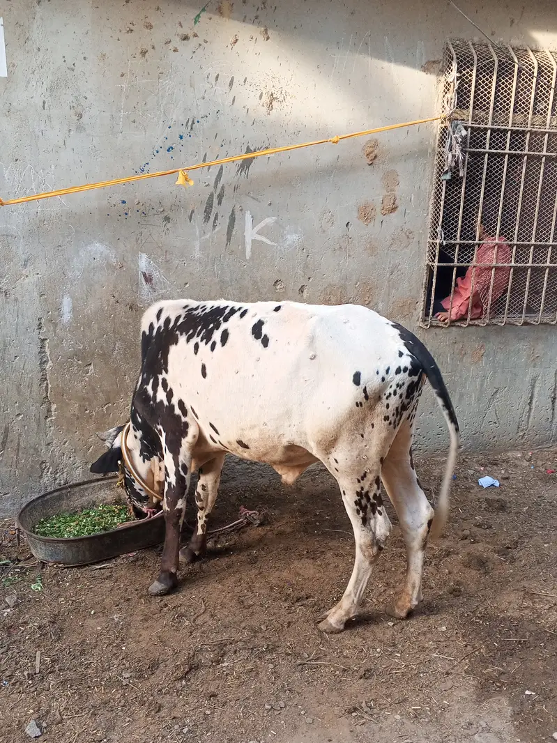 Qurbani bull for sale for year 2027 — photo 2