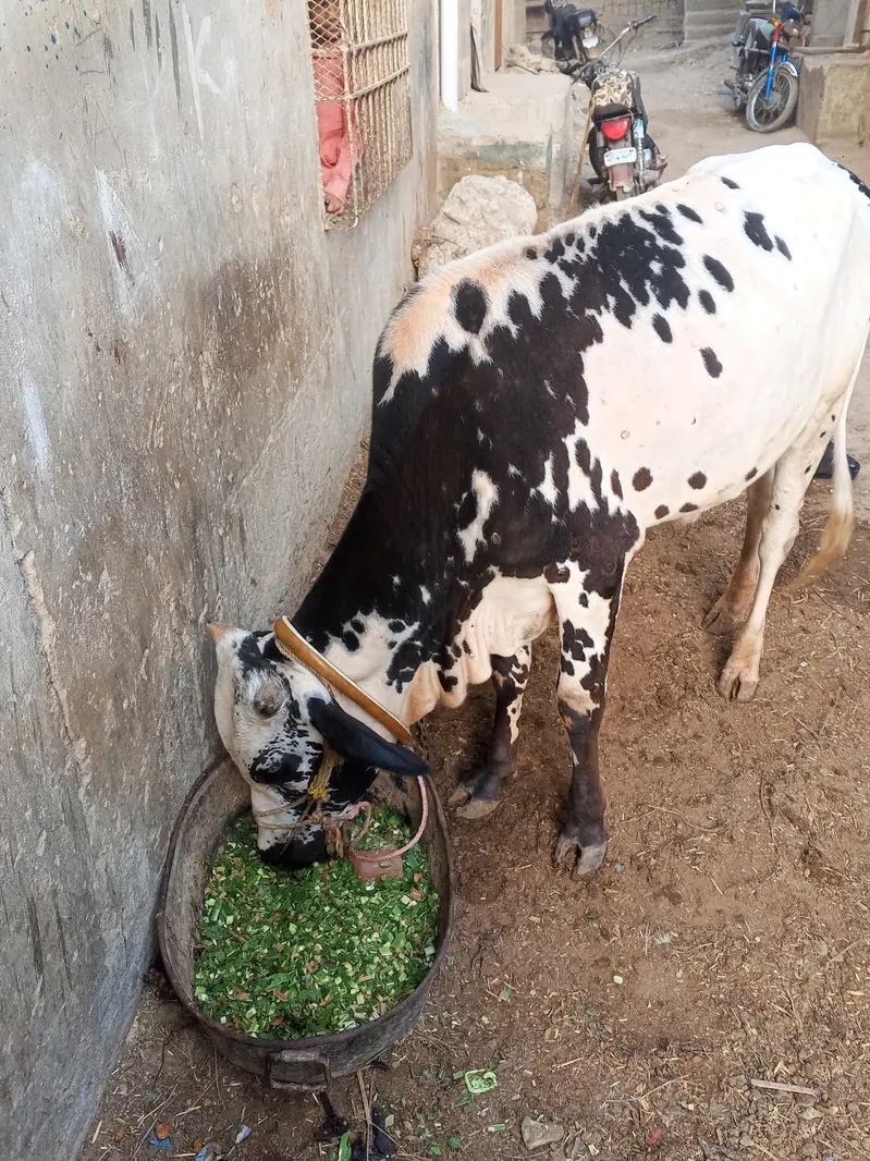 Qurbani bull for sale for year 2027 — photo 3
