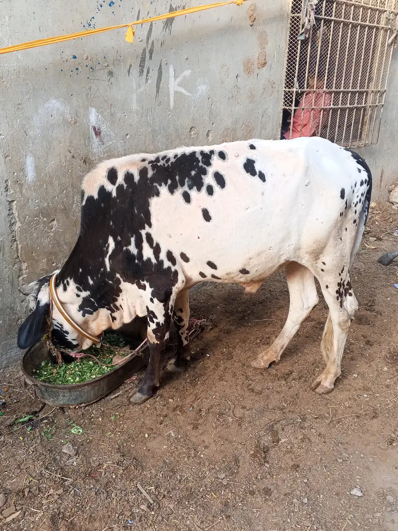 Qurbani bull for sale for year 2027 — photo 4