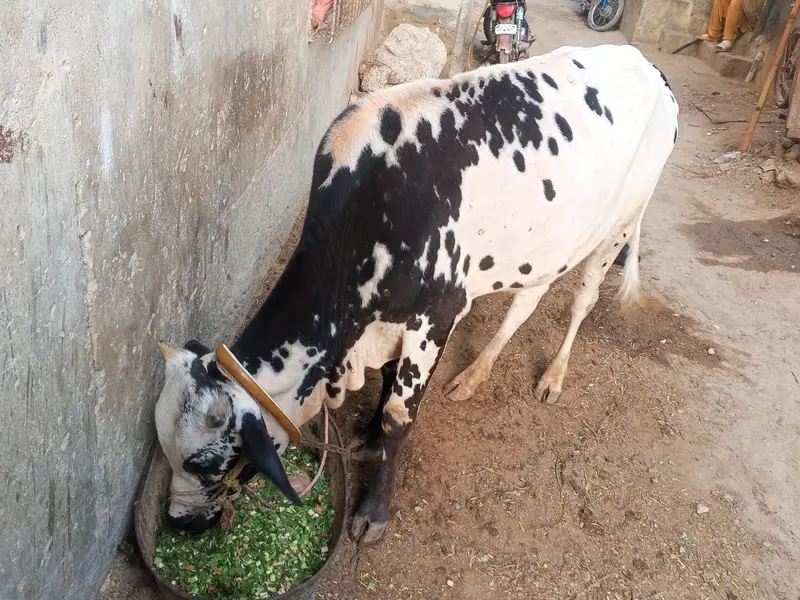 Qurbani bull for sale for year 2027 — photo 5