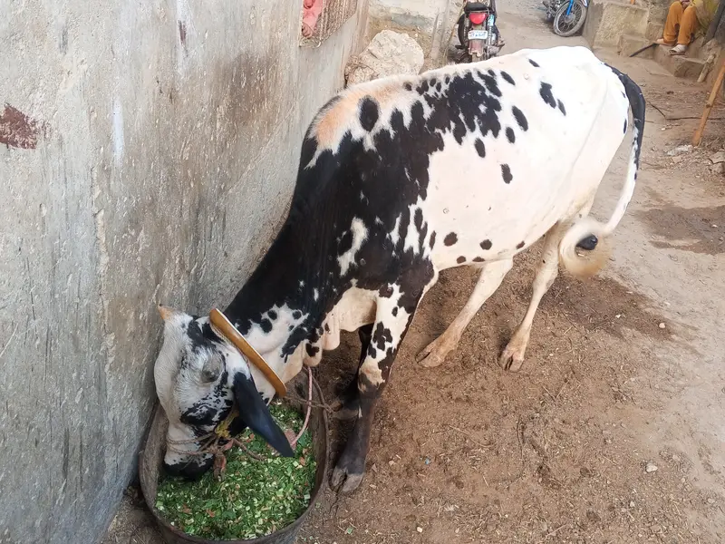 Qurbani bull for sale for year 2027 — photo 6