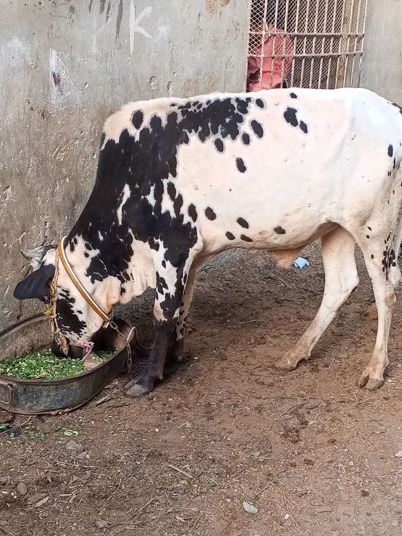 Qurbani bull for sale for year 2027 — photo 7