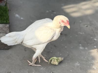 Whit aseel hen active and healthy