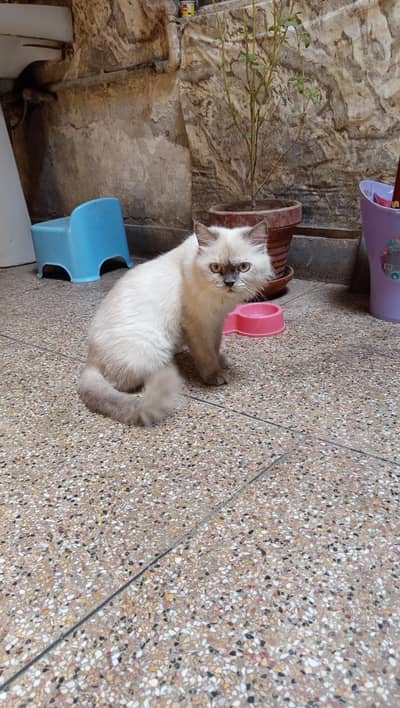 female cat