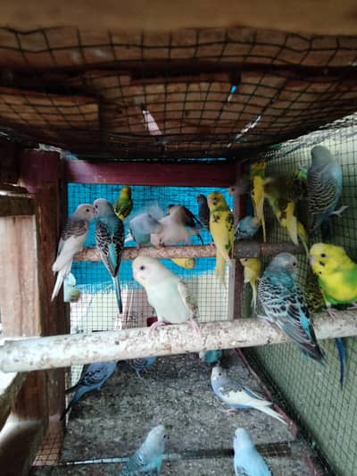 home breed budgie