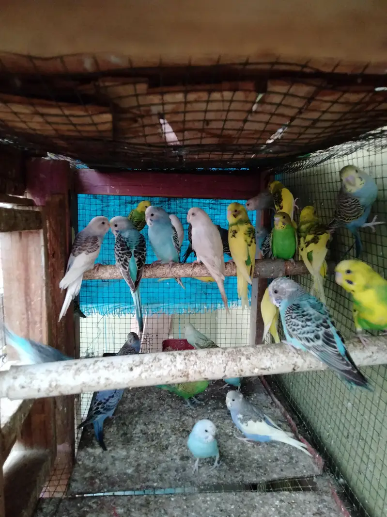 home breed budgie — photo 2