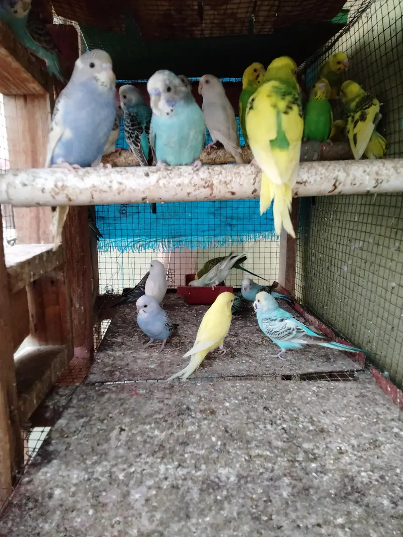 home breed budgie — photo 3