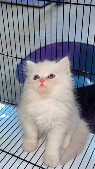 Persian kittens | triple Coat _punch Face| cute white | fluffy cat