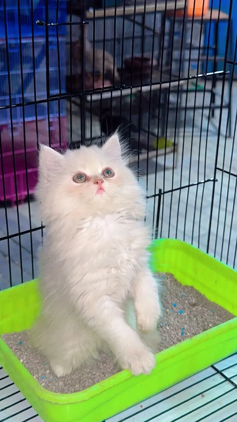 Persian kittens | triple Coat _punch Face| cute white | fluffy cat — photo 2