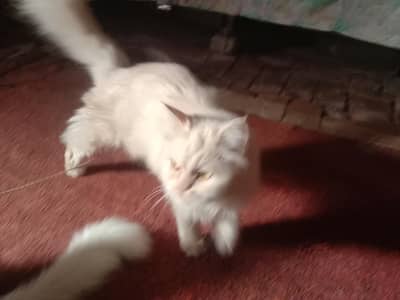 cat ko