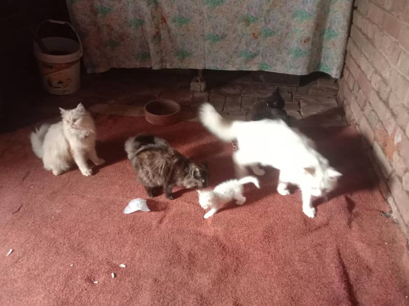 cat ko 2