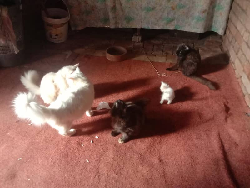 cat ko 3