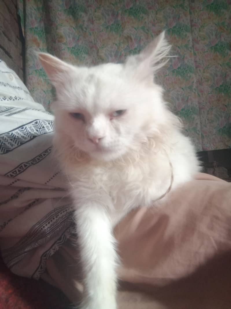 cat ko 4