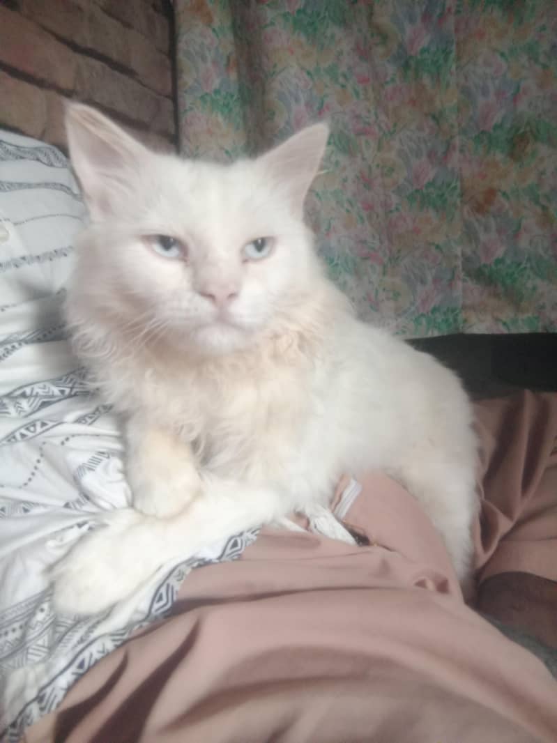 cat ko 5
