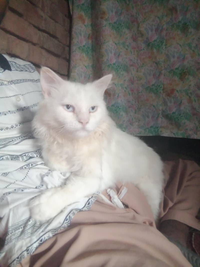 cat ko 6