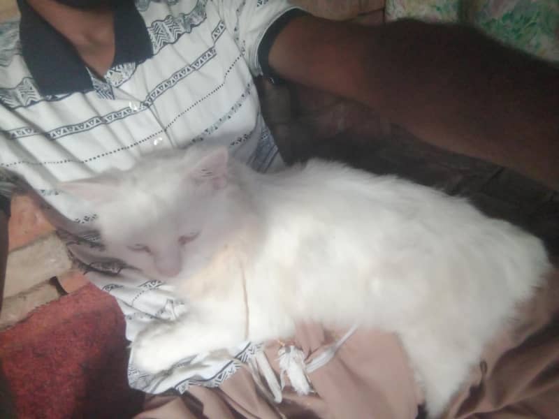 cat ko 7