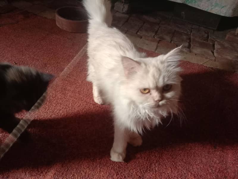 cat ko 9