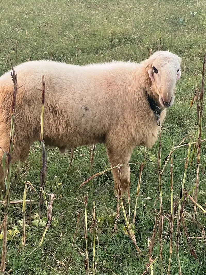 2 Dant bakra|Desi chatra |Sheep | Goat | Bakra | Chatra | Donda Bakra — photo 3