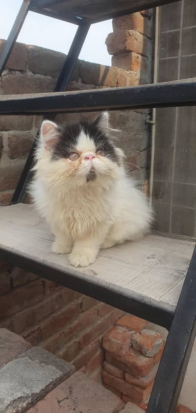 CFA bloodline kittens