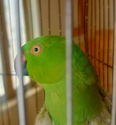 parot
