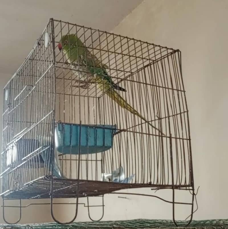 parot 1
