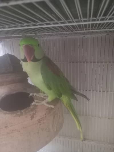 Raw Breeder Male