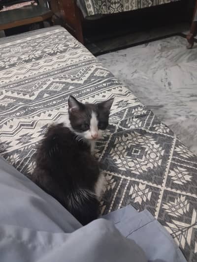 kitten for sale