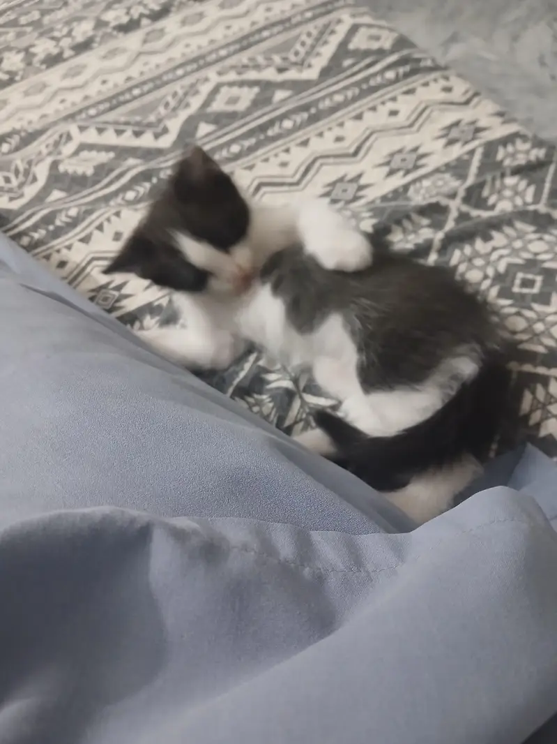 kitten for sale — photo 2