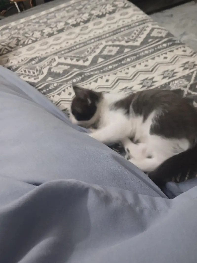 kitten for sale — photo 3