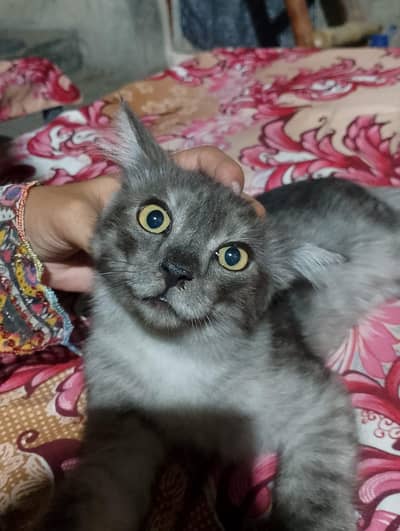 sell my cat