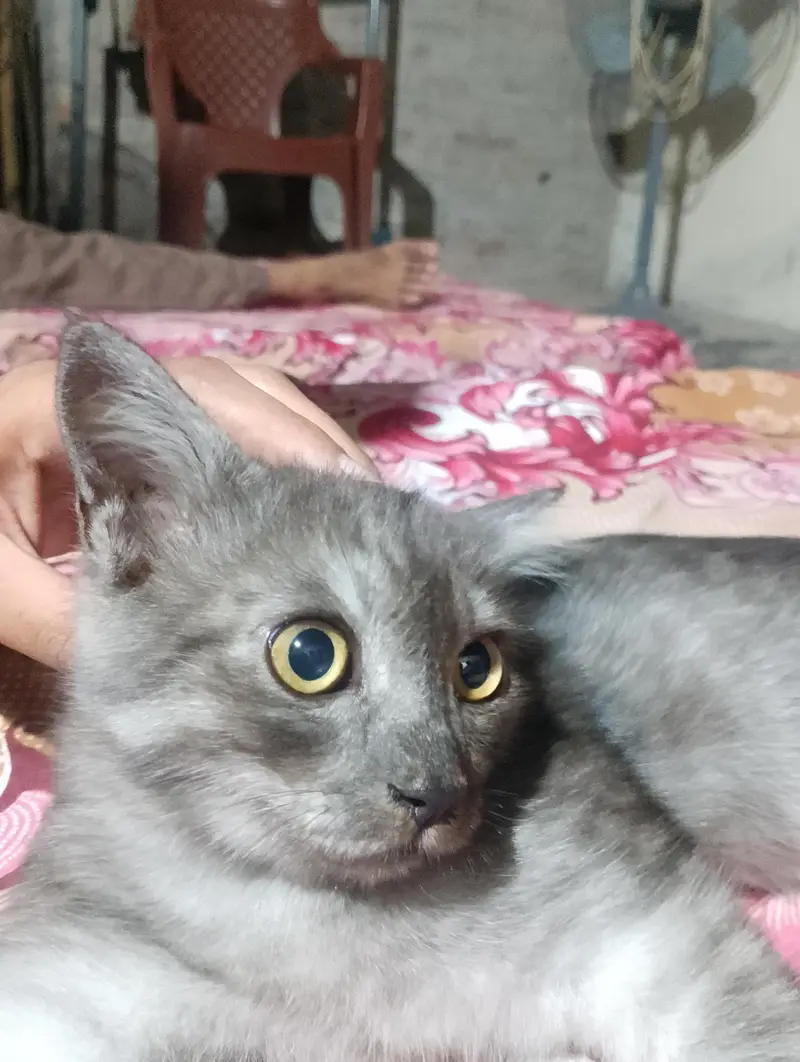 sell my cat — photo 2
