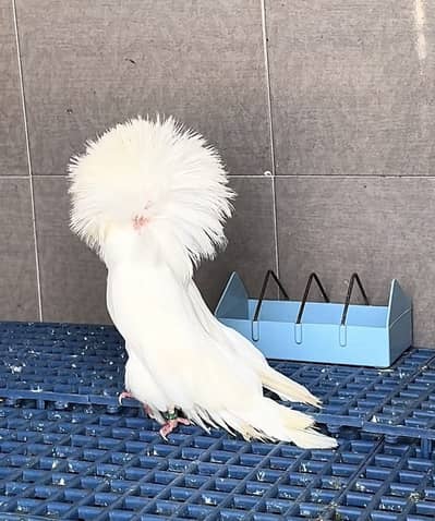 Jacobin | Naqab posh | Pigeons | Kabutar | Fancy Pigeon