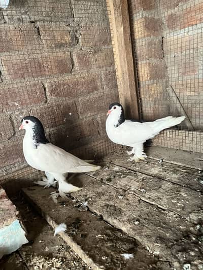 Top quality one black sherazi and silver sheraziii pair available