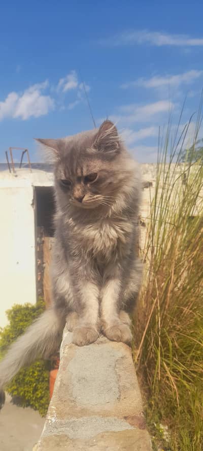 Gary color pasian cate male and female for sale