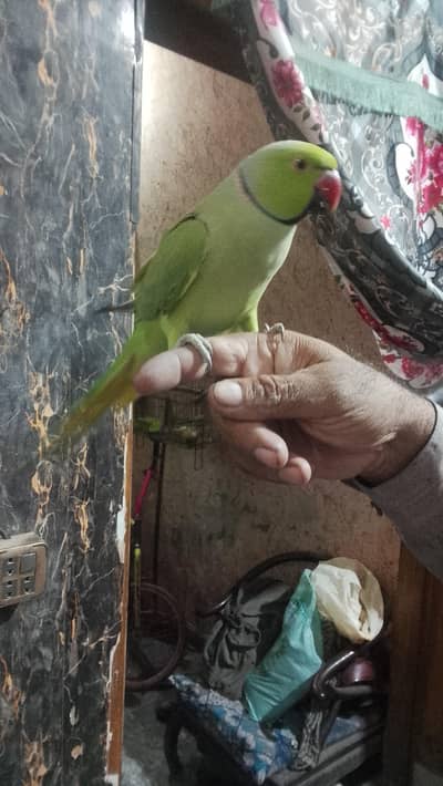 Kata parrot