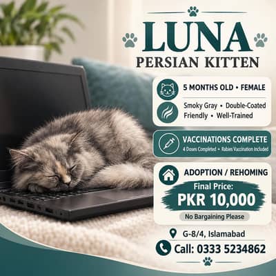 Persian Cat Luna Available for Adoption / Rehoming