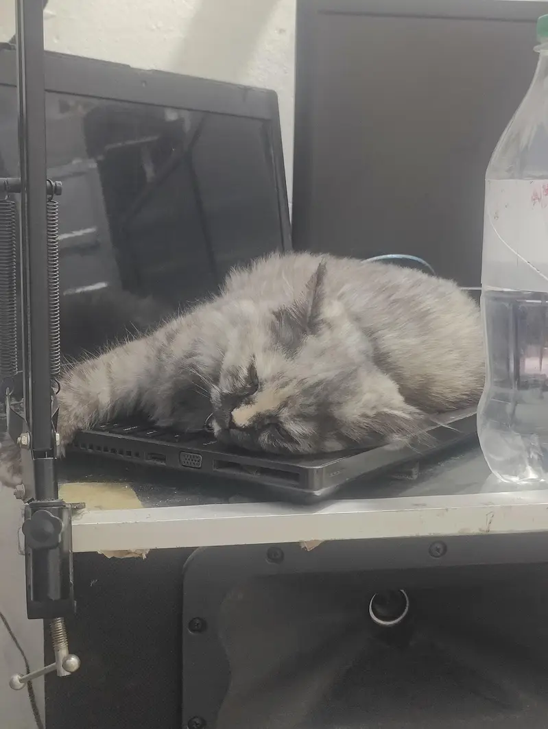 Persian Cat / Persian kitten / fully vaccinated kitten / Smoky Gray — photo 2