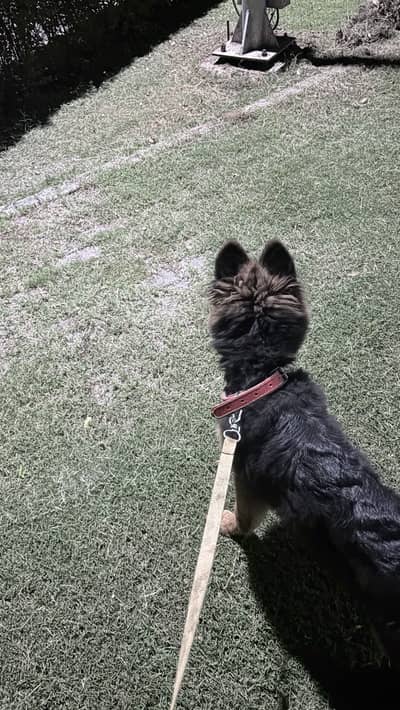 Premium German Shepherd Puppy for Sale – 4 Months Old, Pedigree Papers