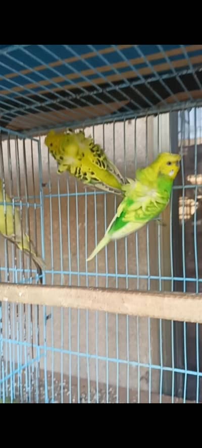 Hogoromo ready to breed pair for sale