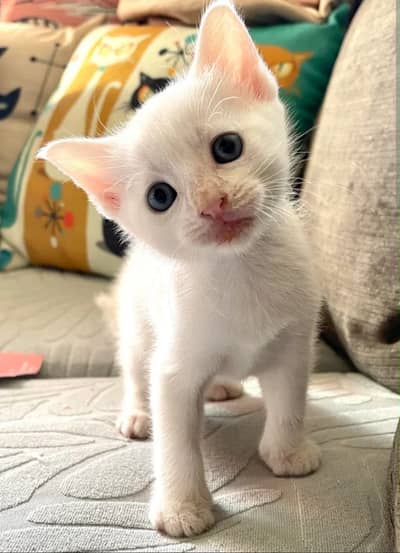 Persion cats