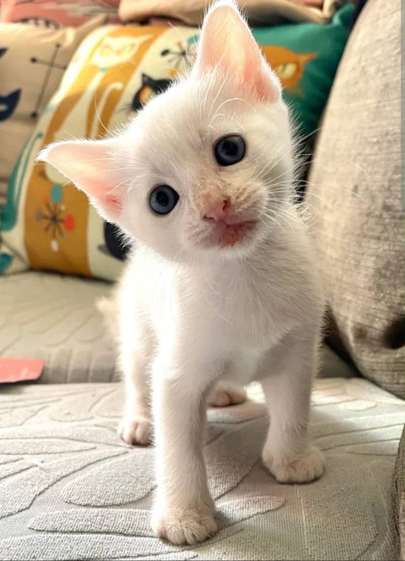 Persion cats 0