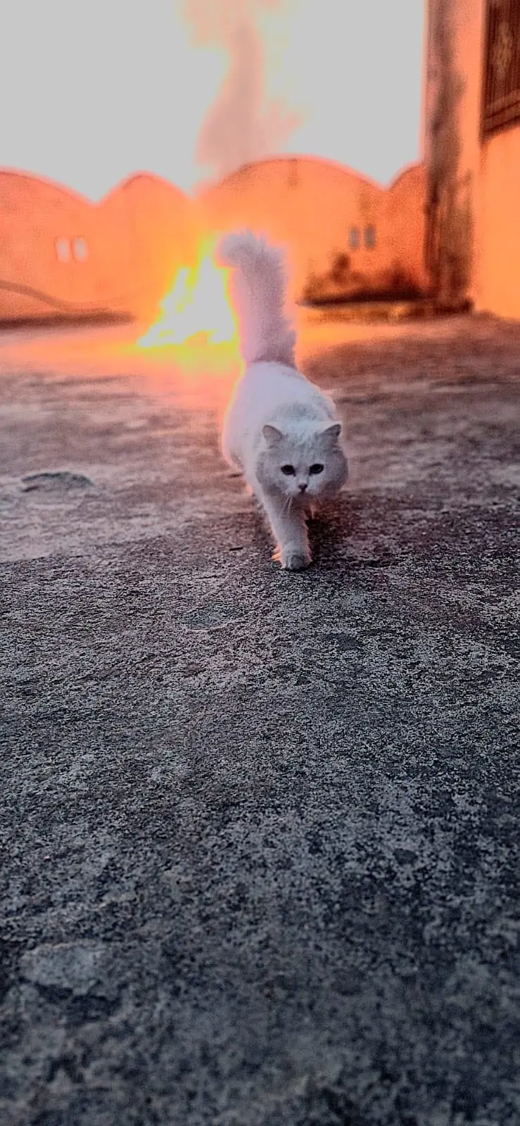 Persion cats — photo 2