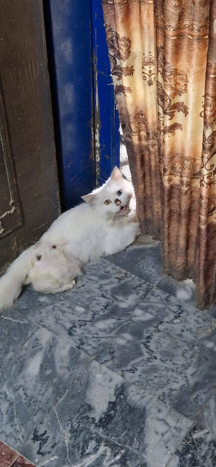 Persion cats 2