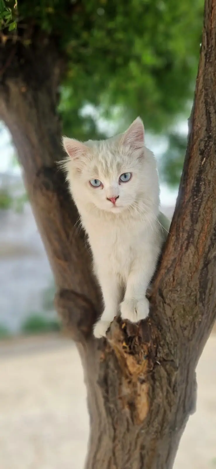 Persion cats — photo 4