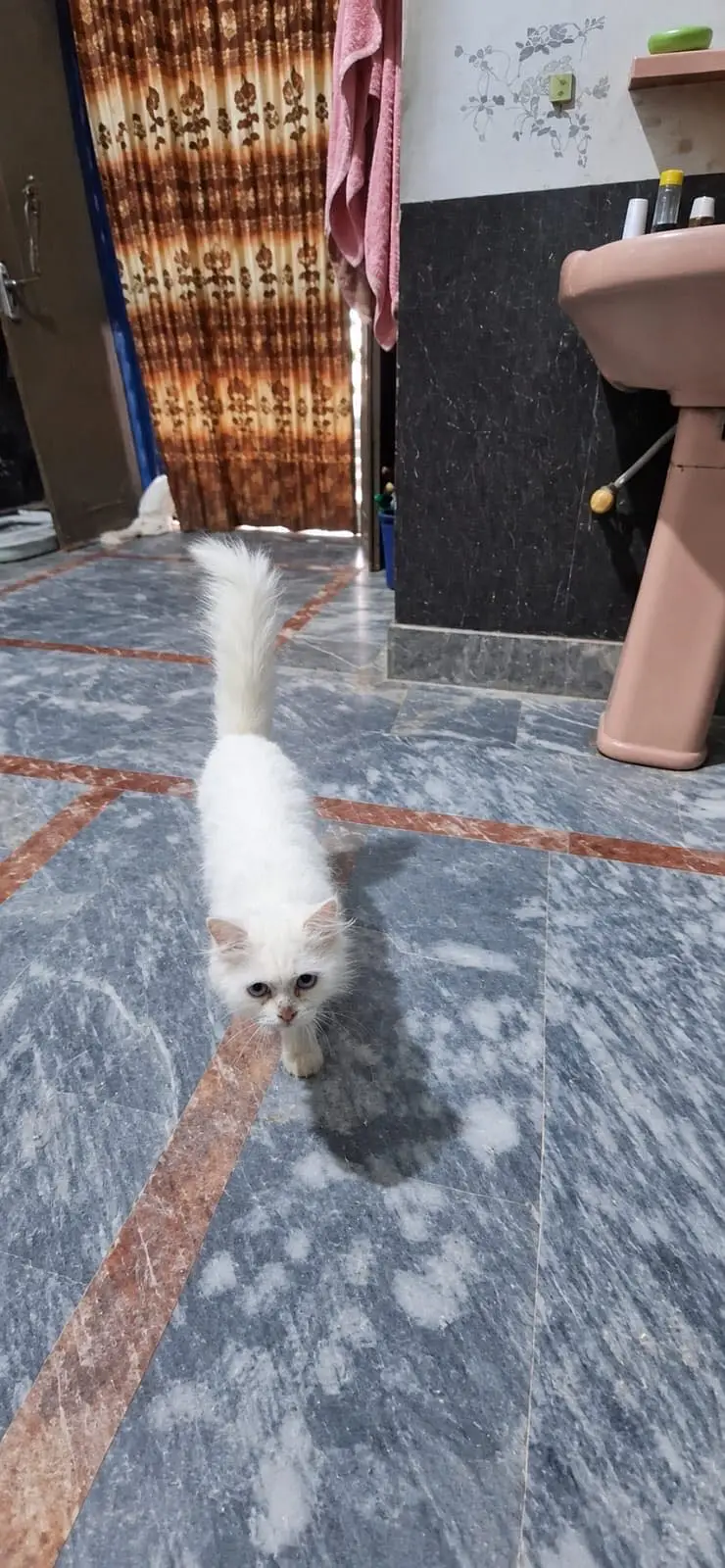 Persion cats — photo 5