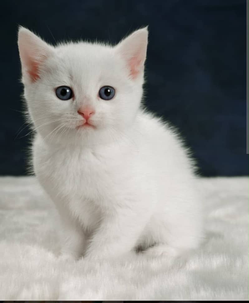 Persion cats 6